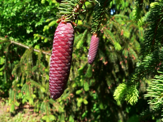 {Picea abies}